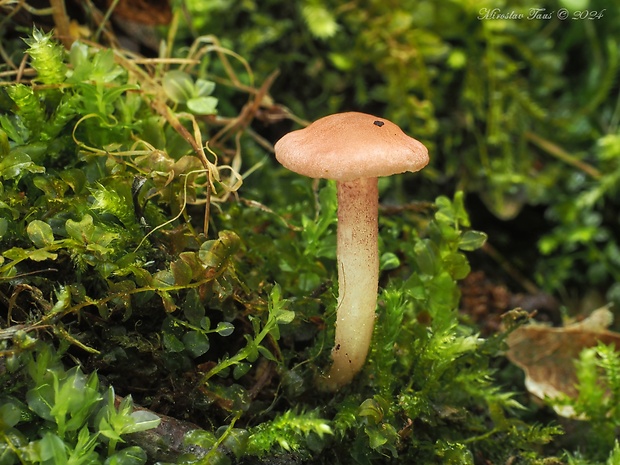 čírovnica mäsovoružová Rugosomyces carneus (Bull.) Bon