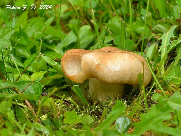 plávka vráskavá Russula pectinatoides Peck