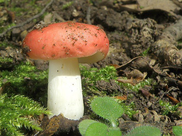 plávka Russula sp.