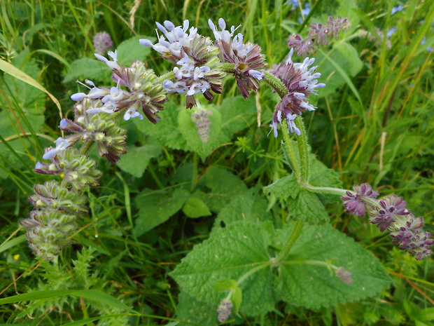 šalvia praslenatá Salvia verticillata L.