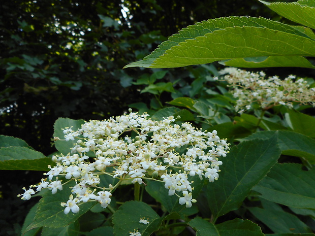 baza čierna Sambucus nigra L.