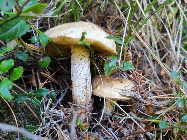 masliak biely Suillus placidus (Bonord.) Singer