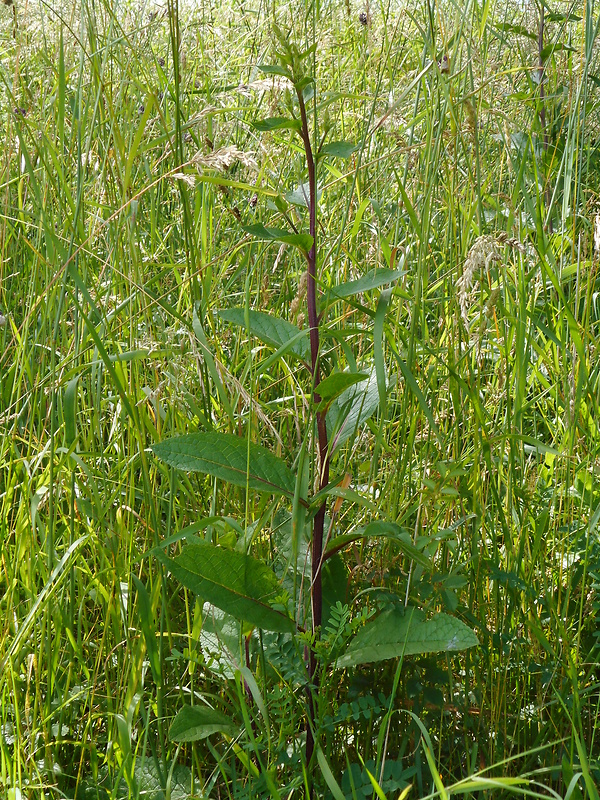 divozel čierny Verbascum nigrum L.