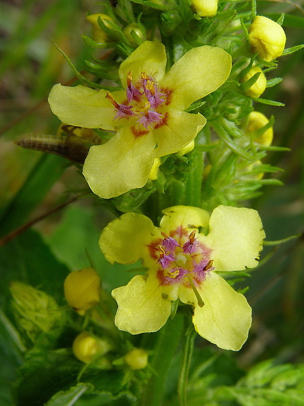 divozel čierny Verbascum nigrum L.