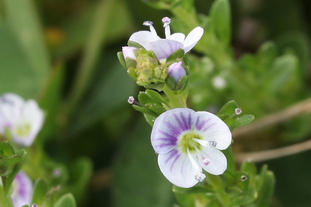 veronika dúškolistá Veronica serpyllifolia L.