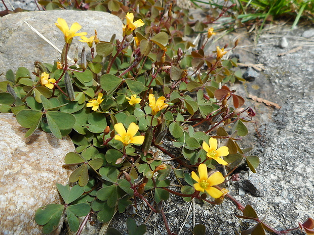 kysličkovec rožkatý Xanthoxalis corniculata (L.) Small