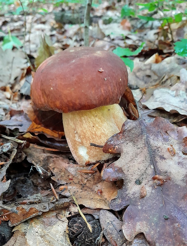 hríb dubový Boletus reticulatus Schaeff.