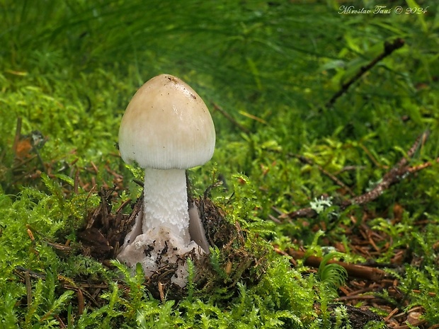 muchotrávka umbrovožltá Amanita battarrae (Boud.) Bon