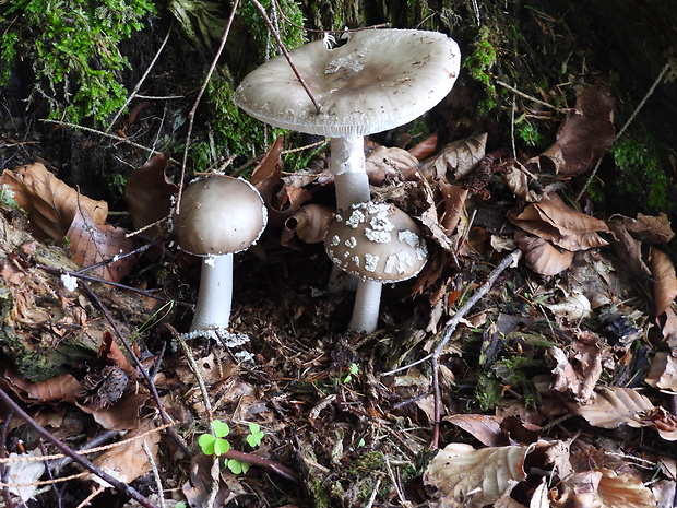 muchotrávka hrubá Amanita excelsa (Fr.) Bertill.