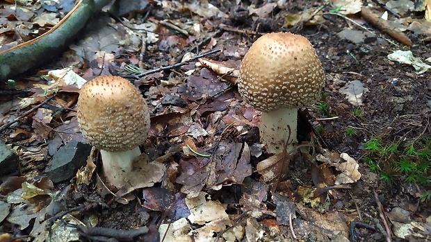 muchotrávka červenkastá Amanita rubescens Pers.