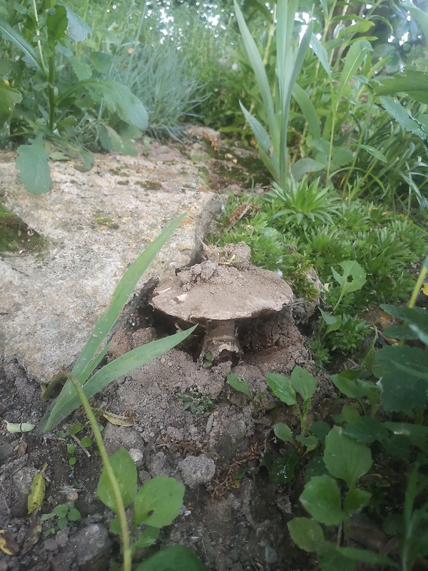 muchotrávka Amanita sp.