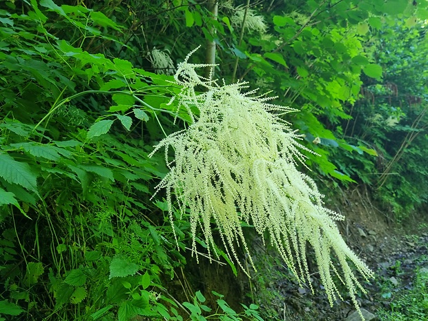 udatník lesný Aruncus vulgaris Raf.