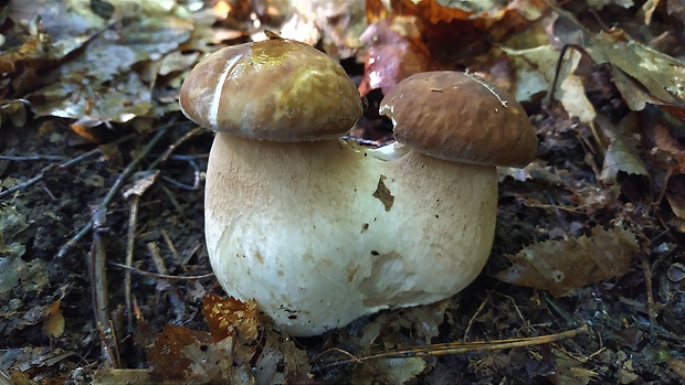 hríb dubový Boletus reticulatus Schaeff.