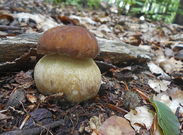 hríb dubový Boletus reticulatus Schaeff.