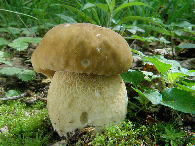 hríb dubový Boletus reticulatus Schaeff.