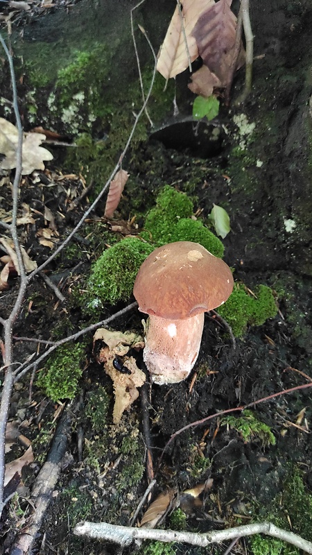 hríb dubový Boletus reticulatus Schaeff.