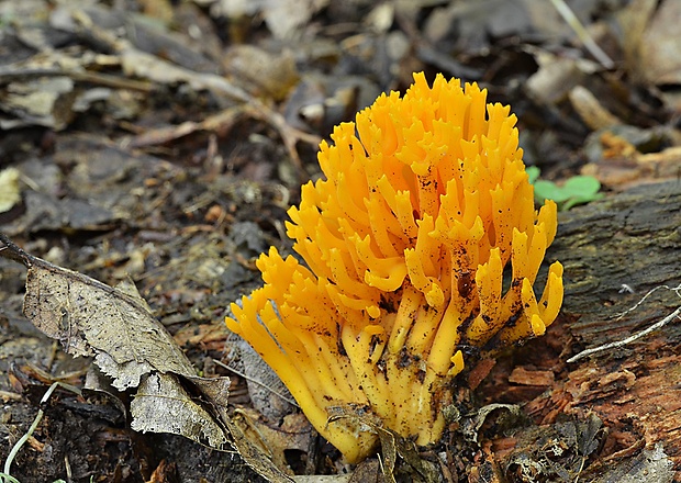 parôžkovec lepkavý Calocera viscosa (Pers.) Fr.