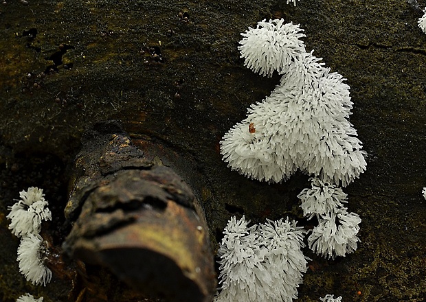 rohačka kríčkovitá Ceratiomyxa fruticulosa var. fruticulosa (O.F. Müll.) T. Macbr