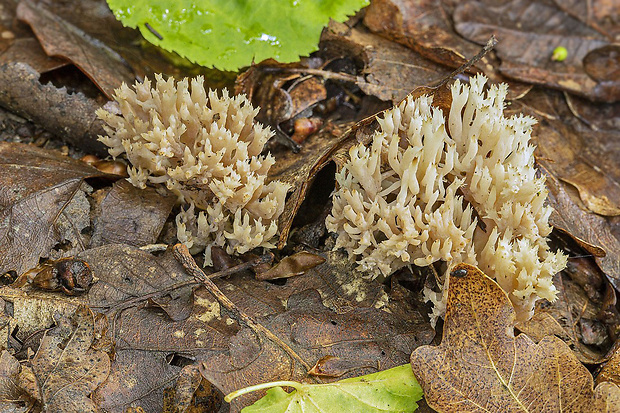 konárovka hrebenitá Clavulina coralloides (L.) J. Schröt.