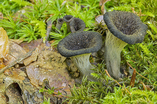 lievik trúbkovitý Craterellus cornucopioides (L.) Pers.