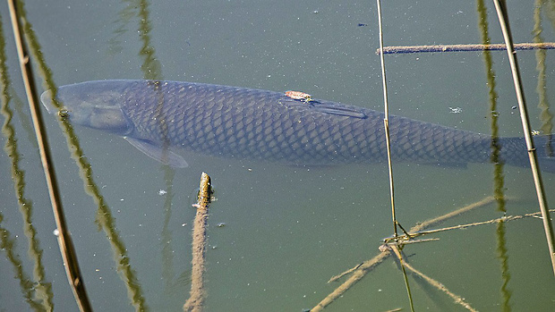 amur biely Ctenopharyngodon idella