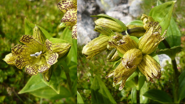 horec bodkovaný Gentiana punctata L.