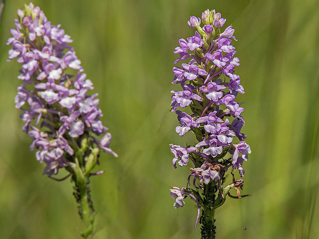 päťprstnica obyčajná Gymnadenia conopsea (L.) R. Br.