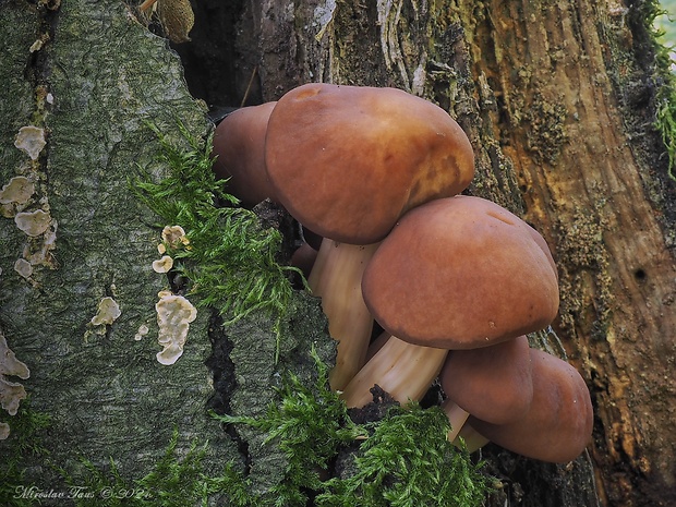 peniazovka vretenovitohlúbiková Gymnopus fusipes (Bull.) Gray