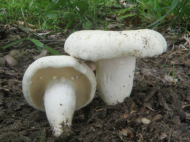 rýdzik korenistý Lactarius piperatus (L.) Pers.