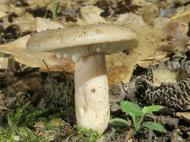 rýdzik Lactarius sp.