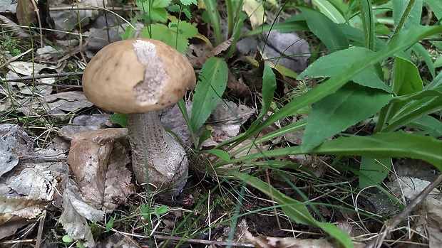 kozák hrabový Leccinum pseudoscabrum (Kallenb.) Šutara