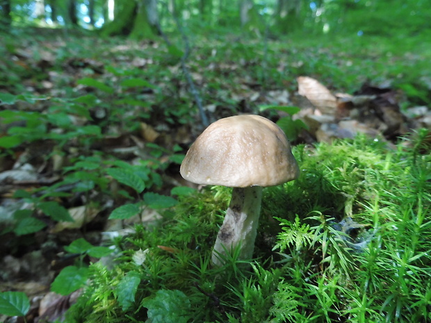 kozák hrabový Leccinum pseudoscabrum (Kallenb.) Šutara