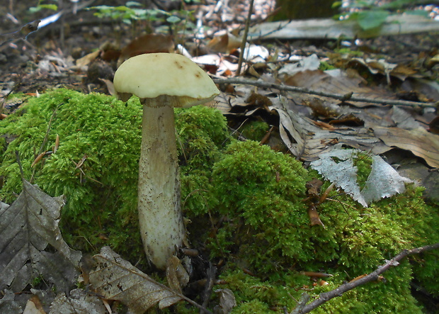 kozák hrabový Leccinum pseudoscabrum (Kallenb.) Šutara