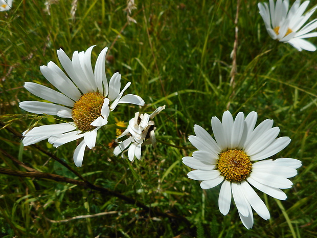 margaréta biela Leucanthemum vulgare Lam.