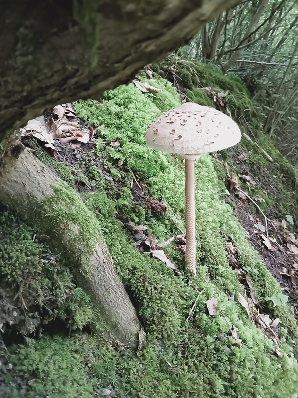 bedľa vysoká Macrolepiota procera (Scop.) Singer