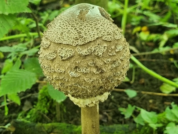 bedľa vysoká Macrolepiota procera (Scop.) Singer