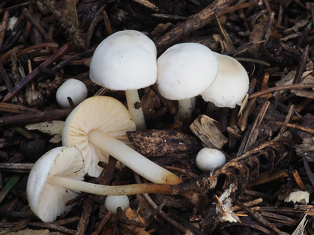 tanečnica fialovosivá Marasmius wynneae Berk. & Broome