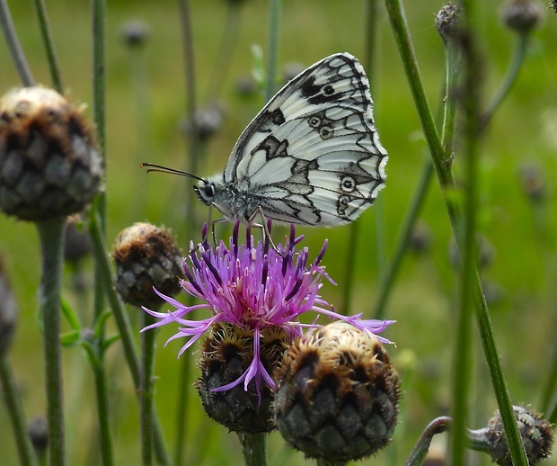 očkáň timotejkový Melanargia galathea Linnaeus