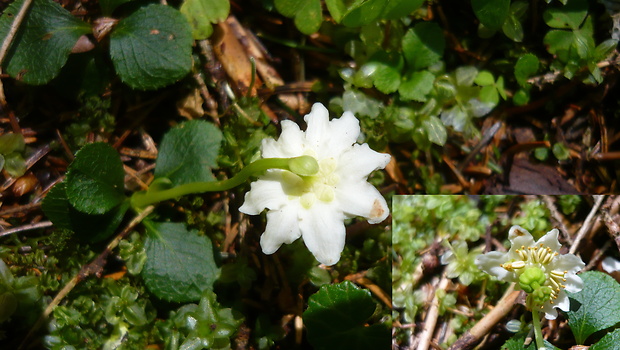 jednokvietok veľkokvetý Moneses uniflora (L.) A. Gray