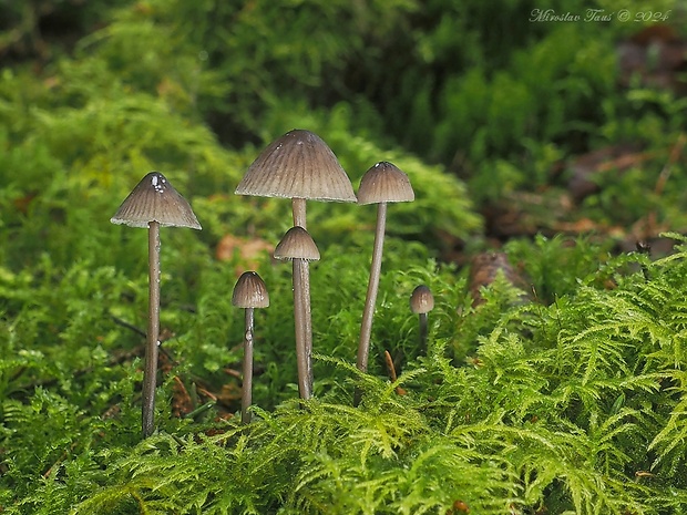 prilbička mliečna Mycena galopus (Pers.) P. Kumm.