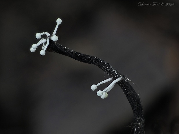 žezlovka bystrušková Ophiocordyceps entomorrhiza (Dicks.) G.H. Sung, J.M. Sung, Hywel-Jones & Spatafora