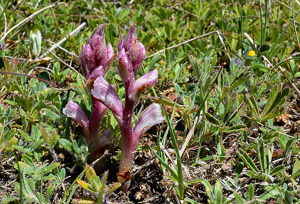 záraza biela Orobanche alba Willd.