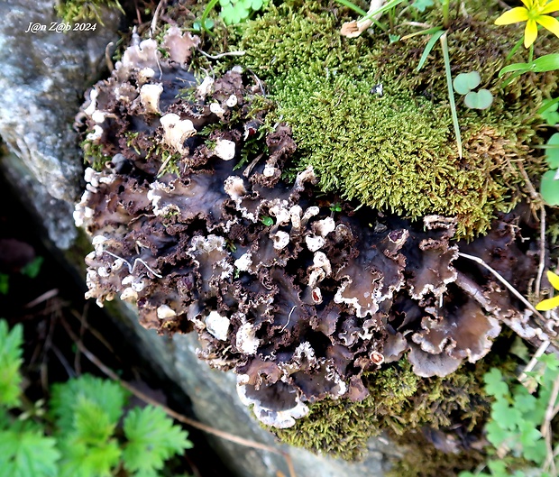 štítnatec Peltigera sp.