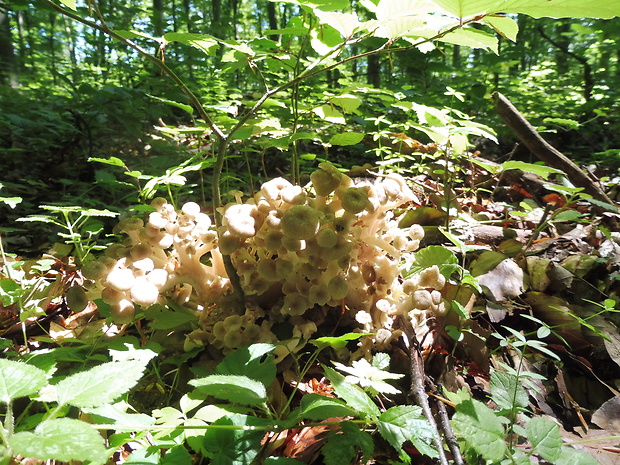 trúdnik klobúčkatý Polyporus umbellatus (Pers.) Fr.