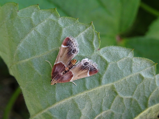 vijačka domová Pyralis farinalis