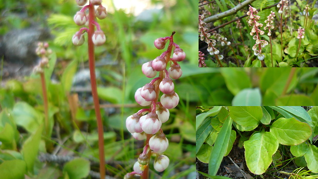 hruštička karpatská Pyrola carpatica Holub et Křísa