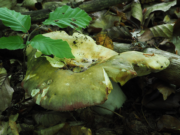 plávka buková Russula heterophylla (Fr.) Fr.