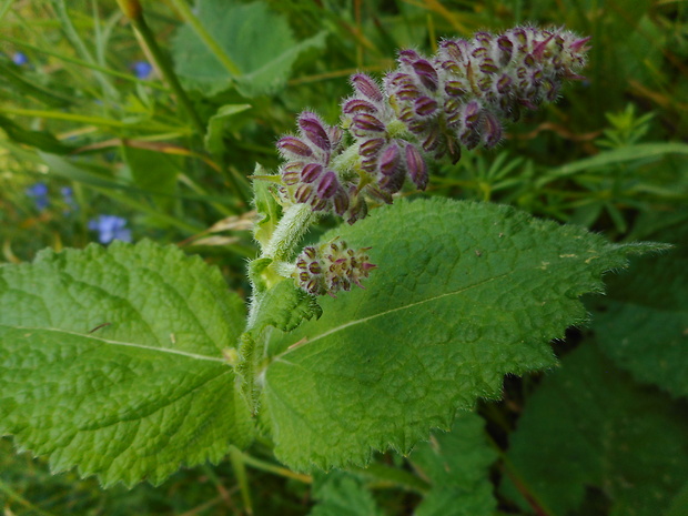 šalvia praslenatá Salvia verticillata L.