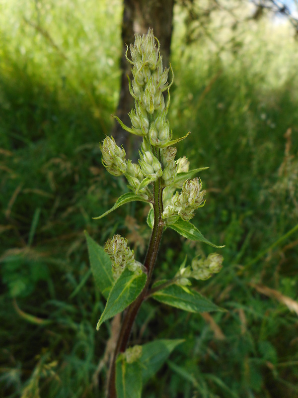 divozel čierny Verbascum nigrum L.