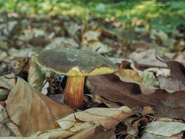 suchohríb žltomäsový Xerocomellus chrysenteron (Bull.) Šutara